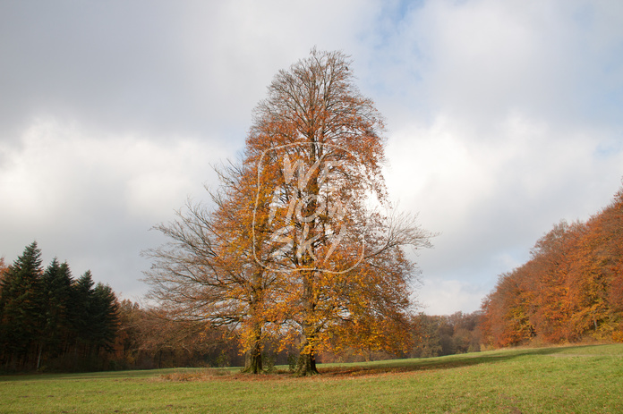 Baumpaar auf Ochsenheide
