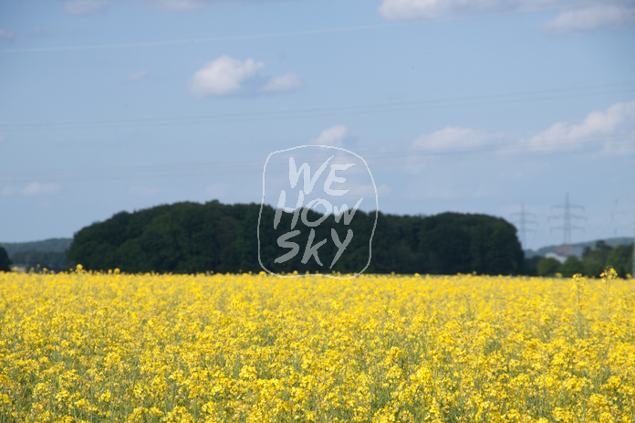 Raps vor blauem Himmel