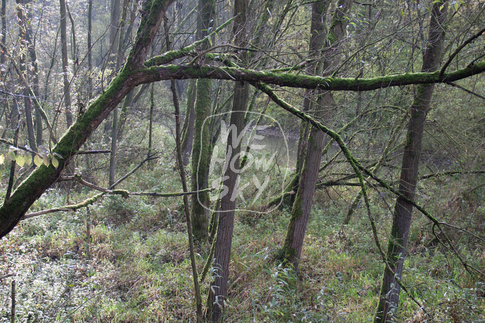 Naturbelassenes Feuchtgebiet