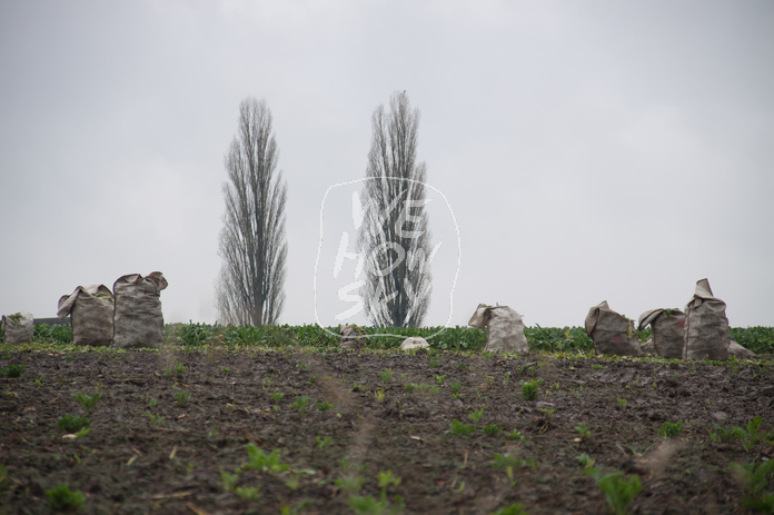 Pyramidenpappeln am Horizont