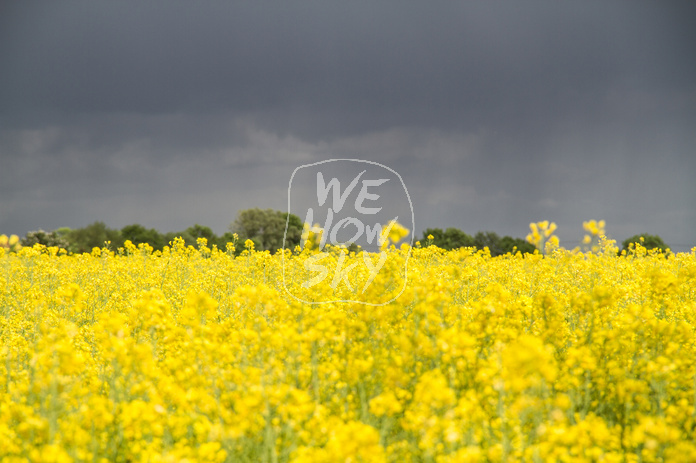 Rapsfeld vor Gewitter