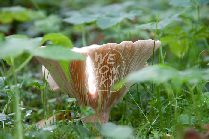 Pilze auf Friedhof