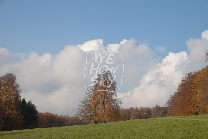 Herbstsolitär