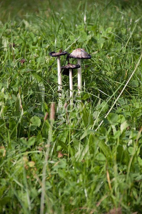 Pilze im Gras