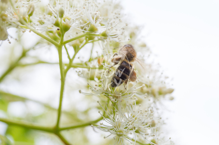 Biene auf Kletterhortensie