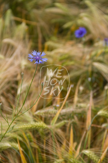 Kornblumen im Gerstenfeld