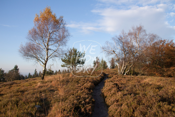 Fußweg durch Birken