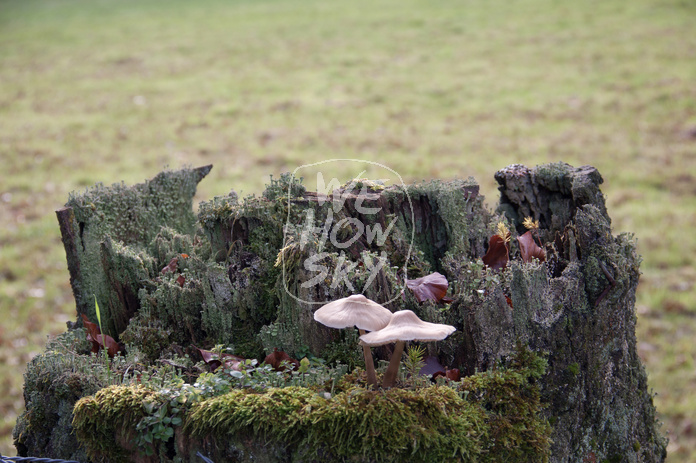 Pilze auf Holzpfosten