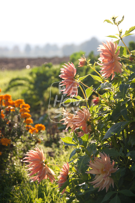 Blumenbeet
