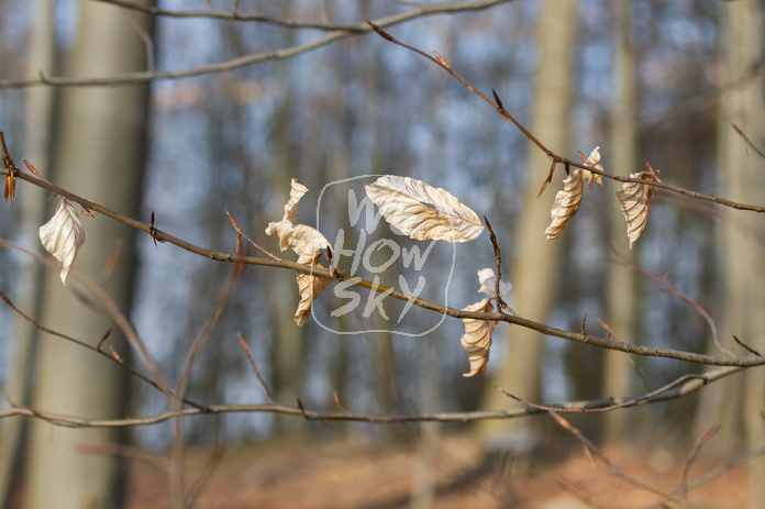 Frühlingserwachen im Buchenwald