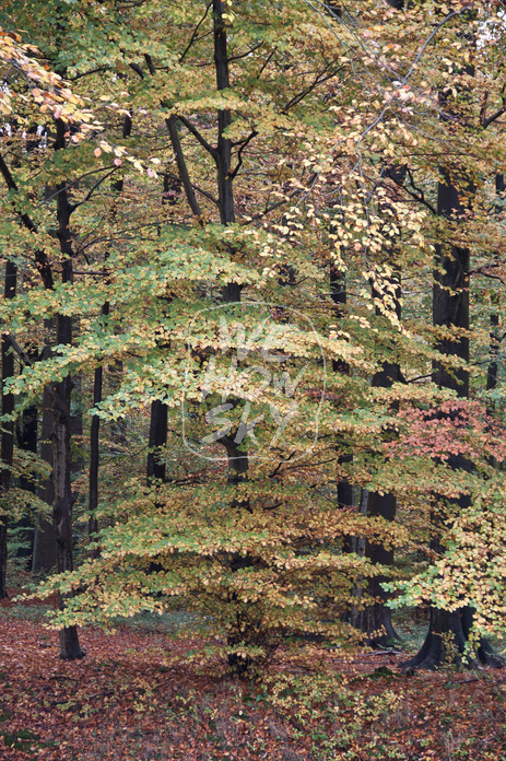 Herbstwald