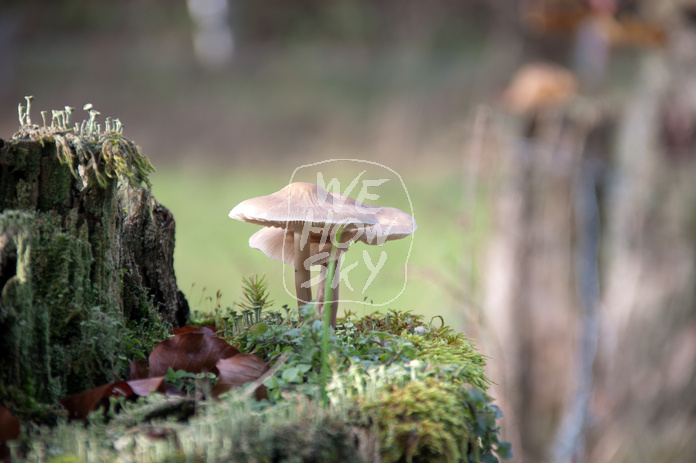 Pilze auf Holzpfosten