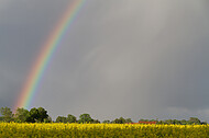 Regenbogen hinter Rapsfeld