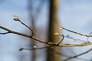 Frühlingserwachen im Buchenwald