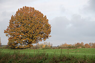 Einzelner Herbstbaum