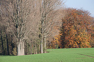 Kahle Bäume vor Herbstwald