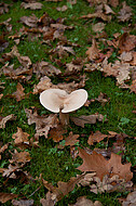 Pilze auf Friedhof