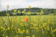 Maisblüten