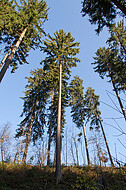 Nadelbäume vor blauem Himmel