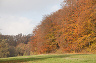 Herbstlichtung