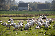 Freilaufende Gänse