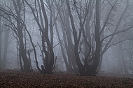 Niederwald im Nebel