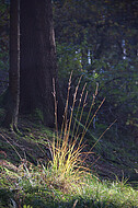 Waldgräser im Gegenlicht