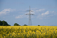 Raps vor blauem Himmel