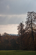 Baumpaar auf Ochsenheide