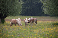 Pferde auf Blumenwiese