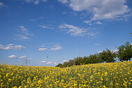 Raps vor blauem Himmel