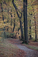 Buchenherbstwald