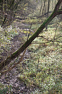 Naturbelassenes Feuchtgebiet