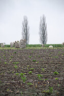 Pyramidenpappeln am Horizont