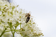 Biene auf Kletterhortensie