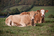 Milchkühe auf einem Hügel