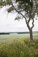 Bäume am Wegesrand