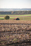 Abgeerntetes Maisfeld