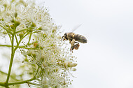 Biene auf Kletterhortensie