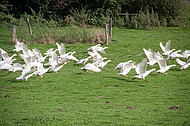 Freilaufende Gänse