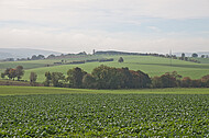 Blick über Kohlfeld