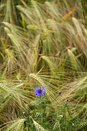 Kornblumen im Gerstenfeld