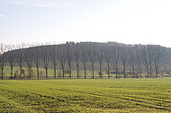 Pappelreihe vor Teuto
