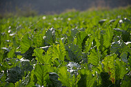 Kohlrabifeld