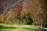 Herbstbäume