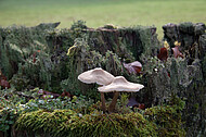 Pilze auf Holzpfosten