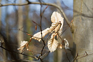 Frühlingserwachen im Buchenwald