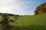 Herbstwald