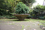 Friedhofspflanze