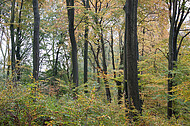 Herbstwald